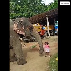 Friendship between elephants and humans Join my group :👉👉👉 Animals Kingdom 👈👈👈 Thank you so much 😍 | Elephant World