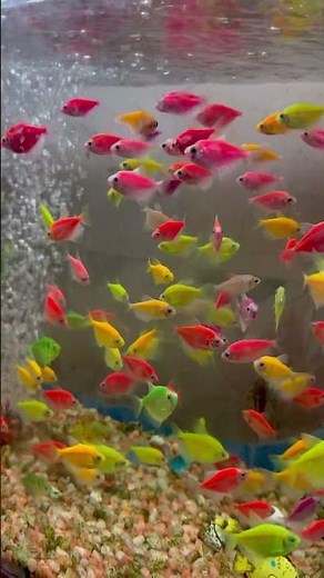 Colorful Fish Aquarium 🐠🌈 | Beautiful Tropical Fish Relaxing Video