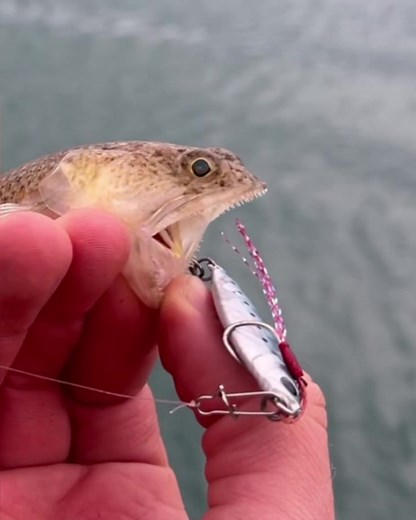 New species✅ #fishingbiodiversity #pescasportiva #pesca #pescaria #fishing #pescare #pescatore #fish #newspecies #multispeciesfishing #multispecies #lizardfish #italyfishing #pescelucertola #pokemon #pokedex #angler #youtubeitalia #youtubefishing #fishingvideos #fishon #strike #biodiversity