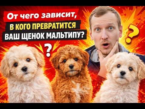 What determines the size and appearance of a Maltipoo as an adult?