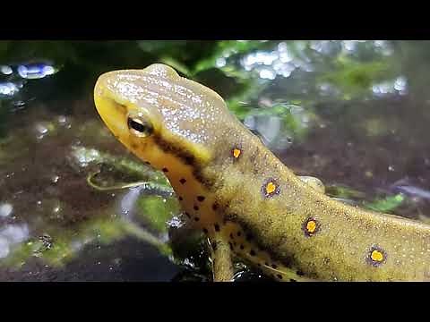 Newt and Salamander Food! Food for Aquatic Newts and Salamanders