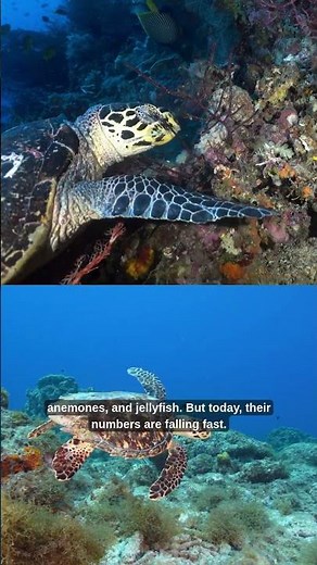 Hawksbill sea turtles are disappearing from coral reefs