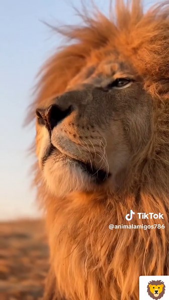 Up-Close Lion Roar Experience