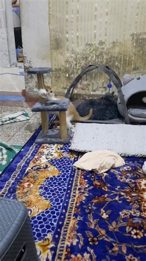 ‎حياة راوي‎ on Instagram‎: "لونا فرحانة بي الألعاب ديولها #المتابعين #الجميع #العامة"‎