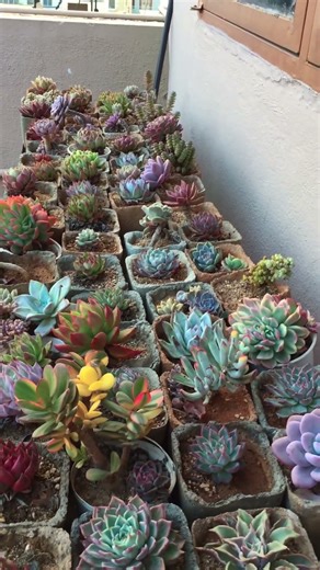 THESE SUCCULENTS HAVE COMPLETED 4 YEARS