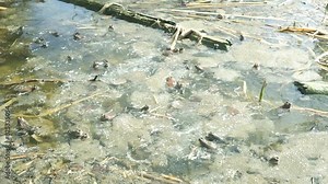 frogs and toads spawning in a swamp during breeding season Stock Video
