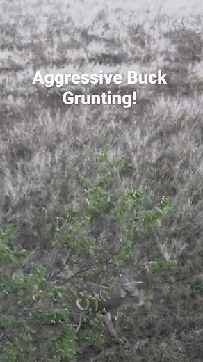 Aggressive Whitetail Buck Grunting! Looking for a Fight!