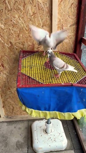 Pigeon lover🕊#viral #foryou #viralvideo #shortvideo #kabutar #shorts #pigeon #ahsan_khan_136