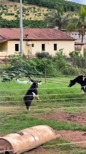 Cavalo Quase Mata o Bode! 🐎🐐