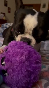 A very Gilly short film🤪😍 | The daily adventures of Gilligan & Skipper