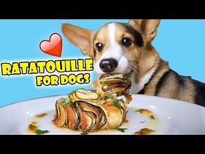 CORGI Tries Homemade Ratatouille (Will He Like It?) || Life After College: Ep. 661