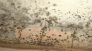 Preventing mold growth after a flood