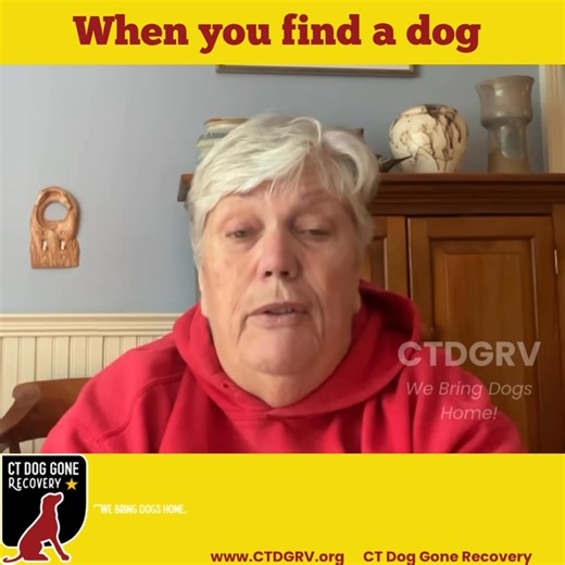 What to do when you find a dog? Carol from #ctdgrv shares great tips on what to do when you find a dog. Calling animal control is the safest and best way to have that dog reunited with its rightful owner. Calling animal control in the town where you found. The dog is key. Do not bring the dog home to where you live and notify animal control in a different town. You must call animal control in the town where you found the dog. Please share these great tips. #dogsafetytips #findingadog #animalcont