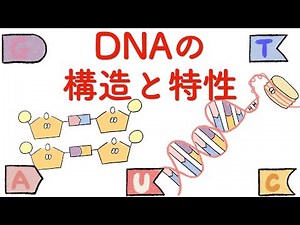 【細胞】DNAの構造と特性