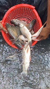 fresh fish 🐟🐟🐟🐟 | Unity Farm