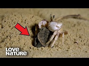 Baby Turtles Battle Ghost Crabs for Survival | Love Nature