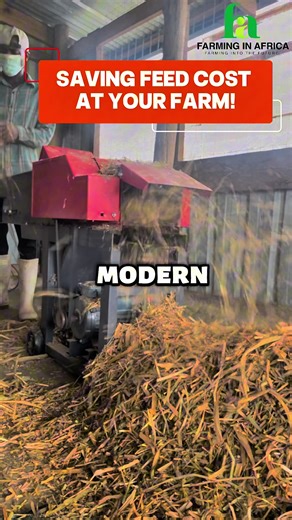 Cut costs, not corners. 💰 Save up to 50% on feed by chopping your grass with our chaff cutters. Better digestion for your livestock means less waste for your wallet. Grab yours at any of our outlets today! #semanhyiafarms #farminginafrica #livestockfarming #chaffcutter #animalfeed