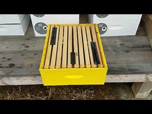 Small hive beetle traps can kill your bees