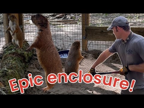 Rescued prairie dog gets an EPIC enclosure (and a family!)