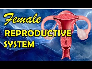 Female Reproductive System