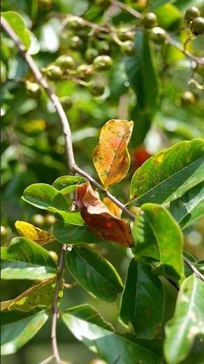 Early fall color on crape myrtles? It could be Cercospora leaf spot | Get It Growing