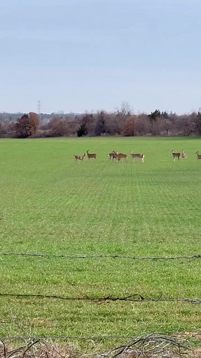 "Where have all my bucks gone??"It may appear that all the bucks have left your area and all you're seeing are does right now. However, it's possible that the bucks are just disguised and look like does. It's fairly common knowledge that a buck's antlers fall off (cast or shed) each winter, and he then grows another set. But have you ever wondered exactly why or when he does this? The point (hehe) of antlers is to be used to establish dominance during the breeding season (rut) each fall. As does