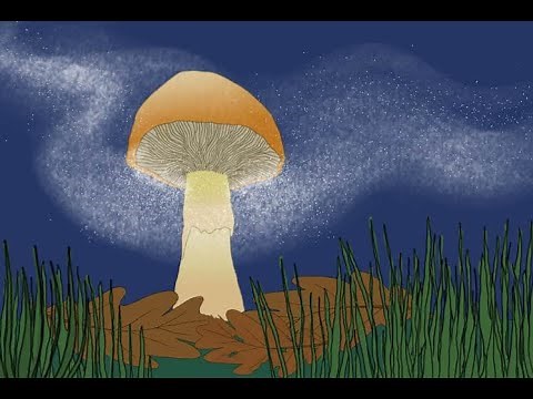 FUNGOS - Parte 4.2/6 - Reprodução dos fungos