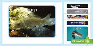 River Fish Photo Pack