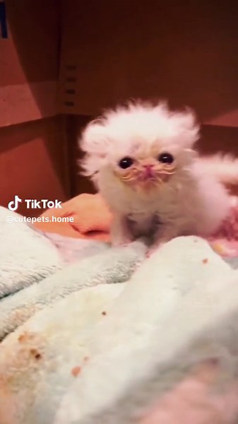 Challenge the Ugliest Cat in the Network! Find the Super Ugly Cat Here