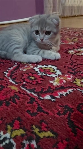 Fərqli Düşüncə (@_ferqli_dusunce_)’s videos with original sound - Fərqli Düşüncə