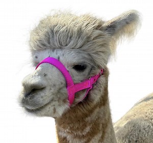 Alpaca Halter Handmade USA by Halter All, 3 Sizes, 30  Colors Patterns, Clear Communication Humane, Will Not Slide Down Nose, 10yrs Business - Etsy