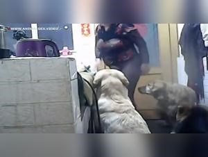 Woman Dog Sex Hardcore