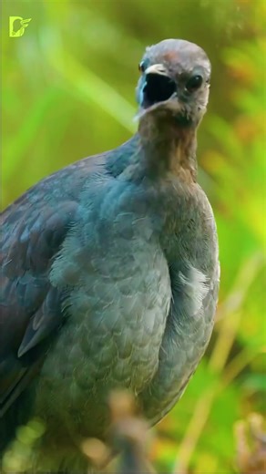 Nature's Master of Mimicry #facts #didyouknow #mindblowingfacts