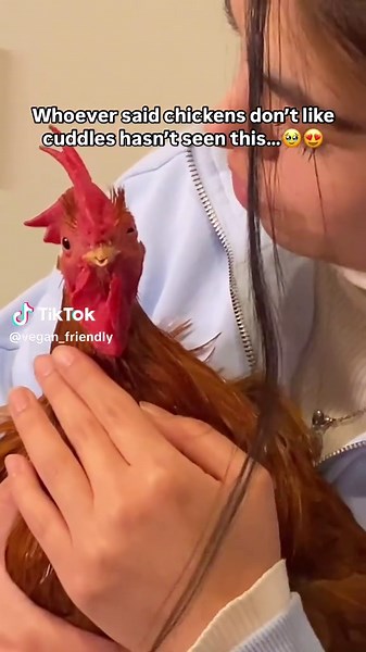 Chickens Are Lovable Companions Too!