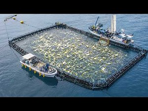 Life Inside Modern Gigantic Offshore Fish Farm in Japan