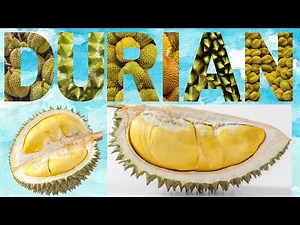 Durian - Discover King of Fruits - Durian Delicacies - From Savory to Sweet