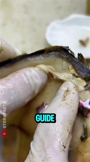 How Oysters Are Programmed to Create Perfect Pearls