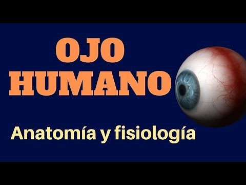 OJO HUMANO: anatomía y fisiología