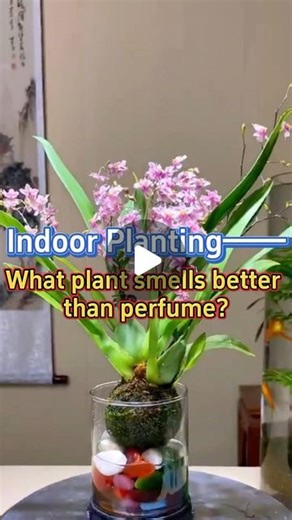 GardenHomeMania on Instagram: "Dancing lady orchid/Oncidium #garden #indoorgarden #indoorplants #houseplants #homegarden #plants #orchid #flowers #oncidium #dancingladyorchid"