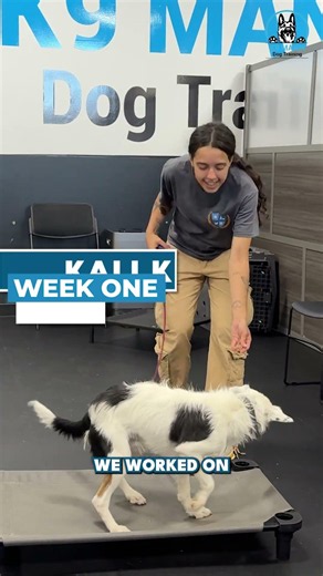Dog Separation Anxiety Transformation | Cuttlefish’s Success Story