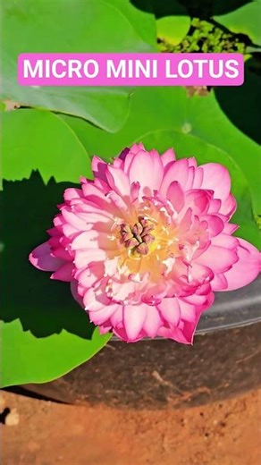 micro mini lotus collection