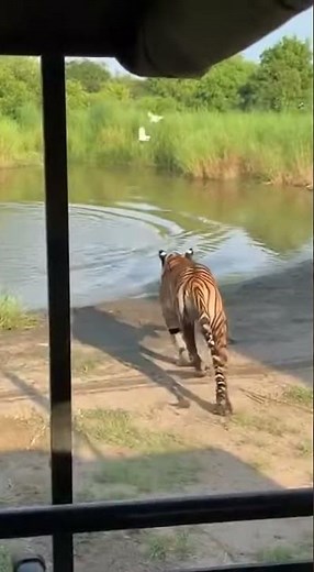 Tiger Jumps Into Water | Powerful Splash Moment