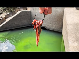 A GIANT Fish was Living in a SEWER!!! (RARE Species!)