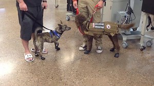 36 reactions | Heeling Heroes came out to Gateway today to train their service dogs on TSA checkpoints and commercial aircraft boarding. If you see a service dog working in the airport environment, please refrain from the unbearable desire to pet them. Heeling Heroes works to change the life of those suffering from PTSD and TBI and other injuries. More info can be found at: www.heelingheroesaz.org. | Mesa Gateway Airport | Facebook