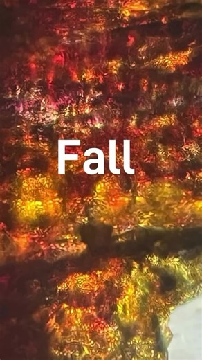 Fall Foldscope Ideas 🍎 apple skin 🕸️ spider webs 🍄 mushrooms 🐿️ acorns 🎃 pumpkin seeds 🌲 pine needles 🌶️ spices #fall #autumn #september