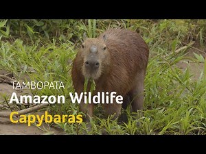 Wildlife Identification Video Guide : Capybaras | Tambopata