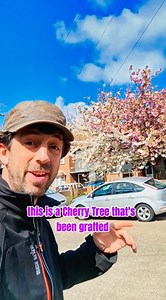 A truly unique cherry tree half pink half white. #graft #grafting #cherryblossom | Get Wild