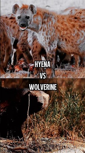 Hyena vs Wolverine animal battle #animals #wildlife #hyena #wolverine