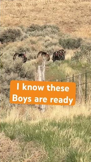 We always sell out of Turkey calls! Dont wait #wildturkeys #springturkey #turkeyhunting #turkeyhen