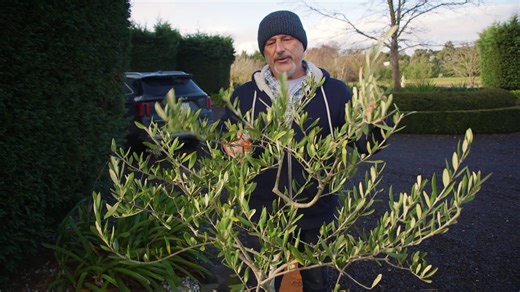 3.6K views · 109 reactions | Olive Tree Pruning Techniques Pruning and Grafting Workshop: https://vasilisgarden.com/pages/workshops Find great products for your garden online at: www.vasilisgarden.com Real People, Real Gardens, Real Food! Maresi!  #growingfood #organicgardening #growingvegetables #maresi #organicfood | Vasili's | Facebook